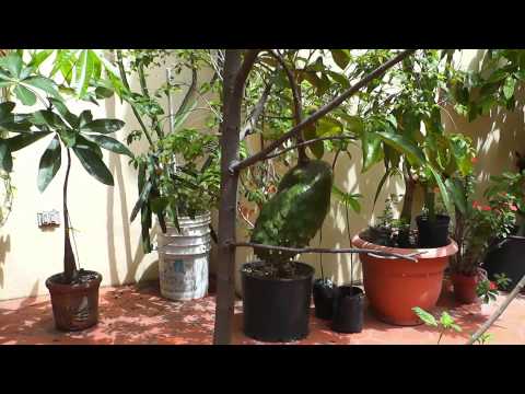 Growing fruits in containers