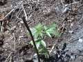 Jack Frost 1/2007 cannabis Marijuana marihuana Hanf