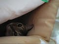 めざせ、フラダンスを踊る猫