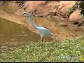 Great White Egret at Pete\
