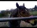 ladyh-in-the-field.html