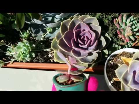 how to transplant echeveria