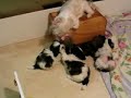 shih tzu cuties playing with mom
