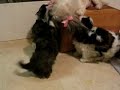 shih tzu cuties playing with mom