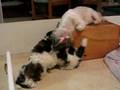 Shih Tzu video