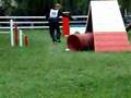 Boyero de Flandes video