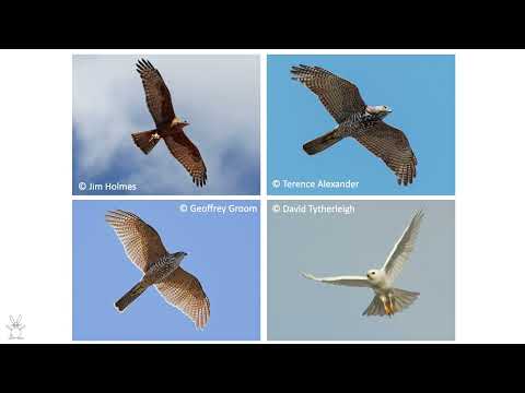 <p>Quiztime: What bird is that & which one is the odd one out?</p>
 video thumbnail