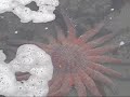 Big Starfish Big Starfish
