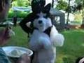 videos de Fur-Life Seattle Anniversary Fur-B-Q