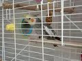 Valkparkiet Spikey de uitslover