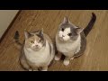 BKH Katze tanzt und singt