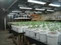PLANTAÇÃO DE MACONHA
