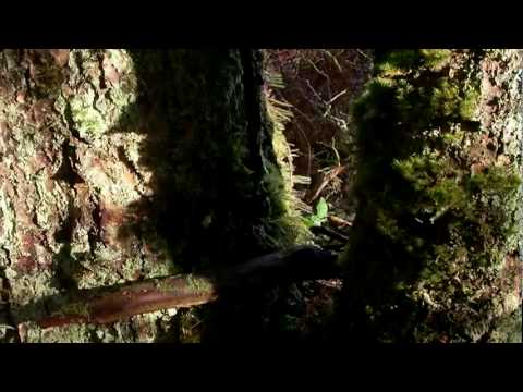 how to grow kyoto moss spores
