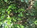 The beauty of the Chizan-so Garden The beauty of the Chizan-so Garden