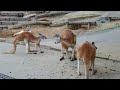 カンガルー