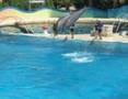 mARINELAND