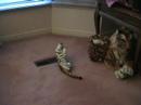 Tiger Tales - Stop Motion