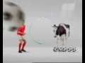 البقرة احسن منه.wmv