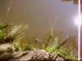 MELBOURNE BREAM CAUGHT IN THE YARRA RIVER! 2007
