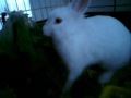 TO KOUNELI MOU:P