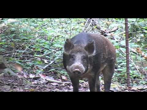 boar
