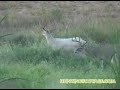 Deer Hunting -- Albino Buck