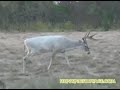 Deer Hunting -- Albino Buck