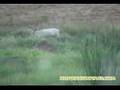 Deer Hunting -- Albino Buck