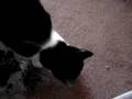 Belinha e a Folha de Cat Nip Curumell