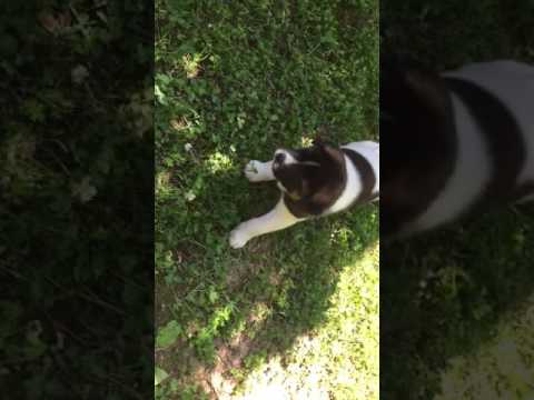 Brody is a Male puppy that will be great for your family