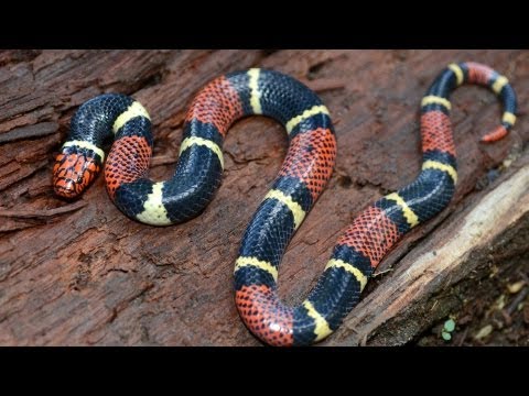 how to care for a king snake