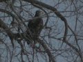 Midwest Wild 003