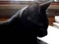 uno delle commari nero gatto