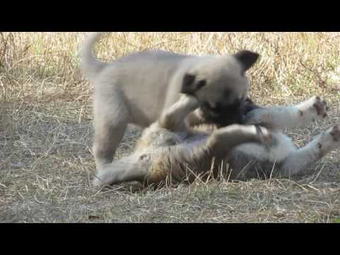 Puppies aaaaaaaaaaaaaaaaaaaaaaaaaaaaaaaaaa