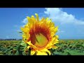 Romania-tara-mea