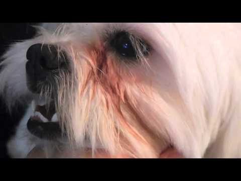 how to whiten stained dog fur