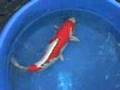 25 Red Doitsu Kujaku - Female