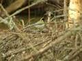 Panasonic dvx100 b test