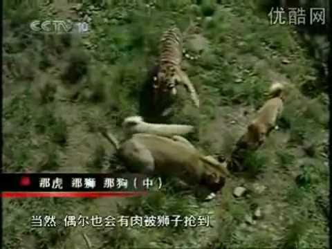 KANGAL