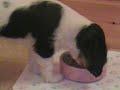 This is a music video that I made of my Cavalier King Charles Spaniel Puppy. I used the song: Puppy Love by Donny Osmond!Please rate and leave a comment!!!