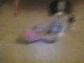 Cavalier King Charles Spaniel video