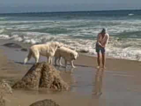 Zobacz video