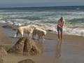 Kuvasz