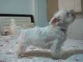 Funny maltese dog singing to Be Thou My Vision!