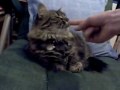 Woodstock cat Woodstock cat