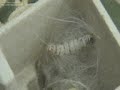 ?PEK BÖCE?? KOZA ÖRÜYOR / SILKWORM / ?PEK BÖCE?? KOZA ÖRÜYOR / SILKWORM /