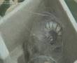 �PEK B�CE�� KOZA �R�YOR   SILKWORM  