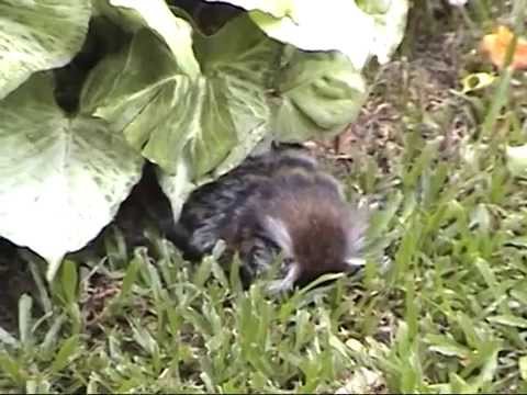 Male Marmoset Comforts Dying Partner