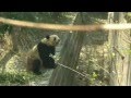 Feeding panda apples in Cheng Du
