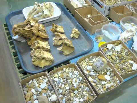Mount Isa Riversleigh Fossil Centre